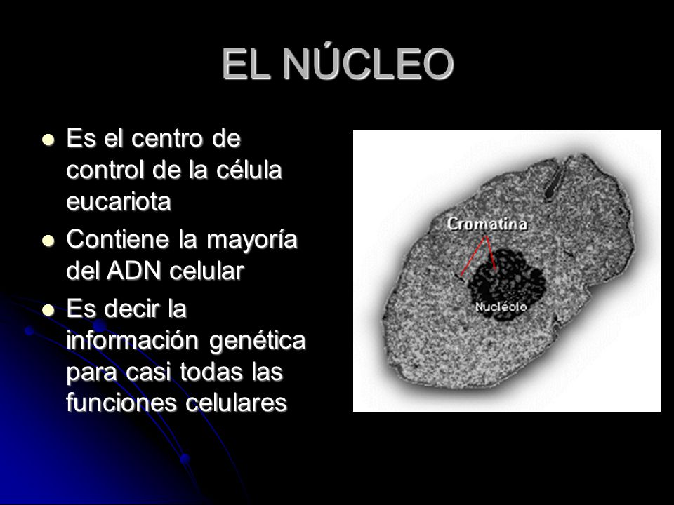 EL NÚCLEO Es el centro de control de la célula eucariota