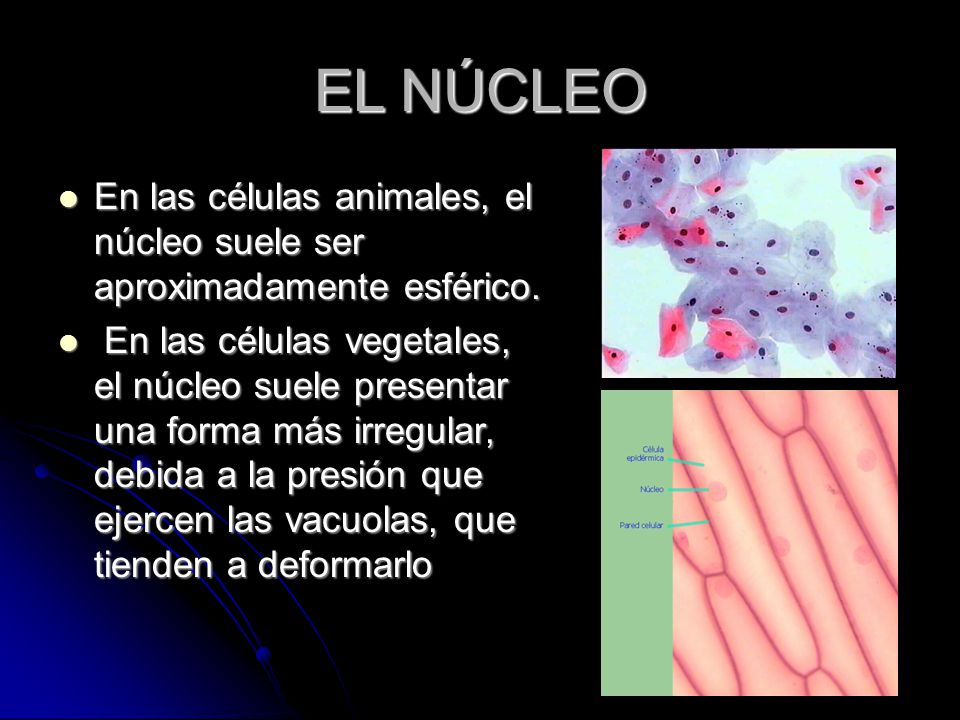 EL NÚCLEO En las células animales, el núcleo suele ser aproximadamente esférico.