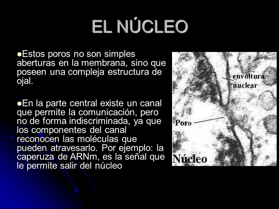 EL NÚCLEO Estos poros no son simples aberturas en la membrana, sino que poseen una compleja estructura de ojal.