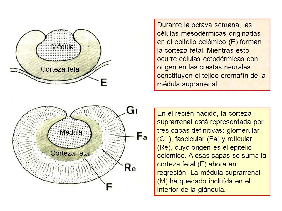 Durante la octava semana, las células mesodérmicas originadas en el epitelio celómico (E) forman la corteza fetal. Mientras esto ocurre células ectodérmicas con origen en las crestas neurales constituyen el tejido cromafín de la médula suprarrenal
