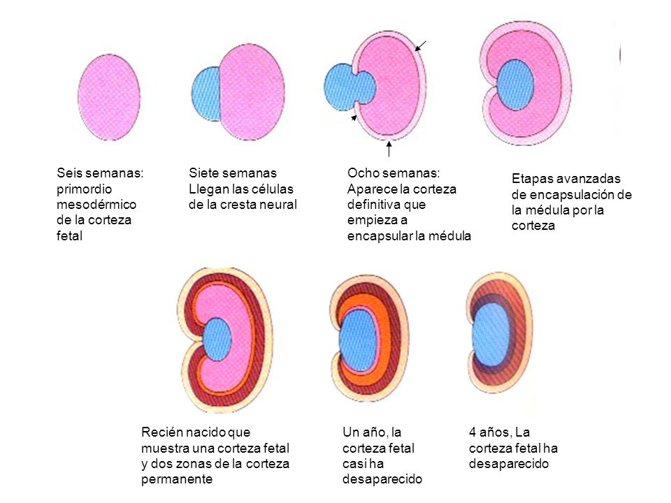 Seis semanas: primordio mesodérmico de la corteza fetal