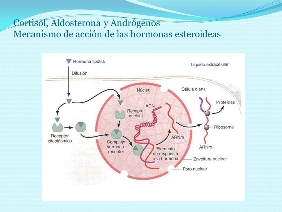 Cortisol, Aldosterona y Andrógenos Mecanismo de acción de las hormonas esteroideas