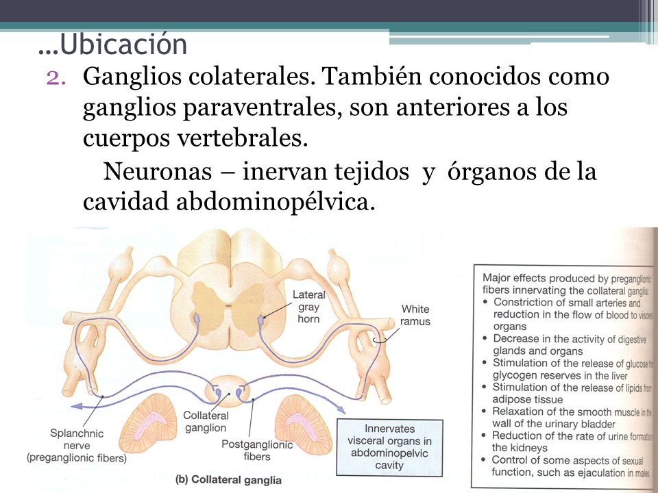 …Ubicación Ganglios colaterales. También conocidos como ganglios paraventrales, son anteriores a los cuerpos vertebrales.