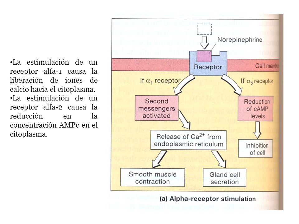 La estimulación de un receptor alfa-1 causa la liberación de iones de calcio hacia el citoplasma.