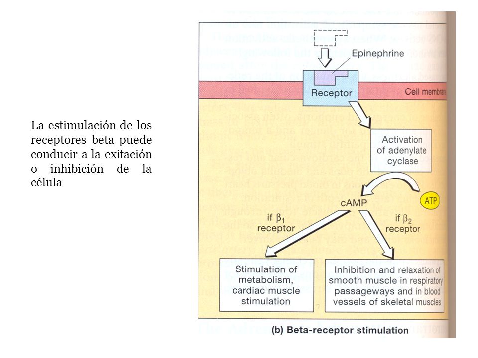 La estimulación de los receptores beta puede conducir a la exitación o inhibición de la célula