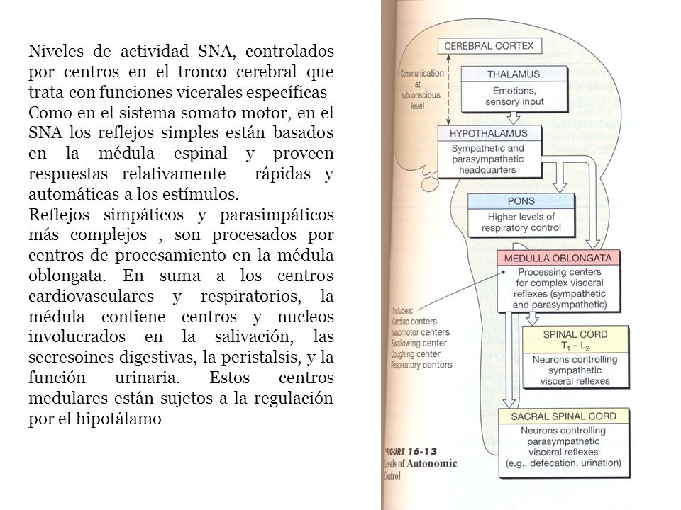 Niveles de actividad SNA, controlados por centros en el tronco cerebral que trata con funciones vicerales específicas