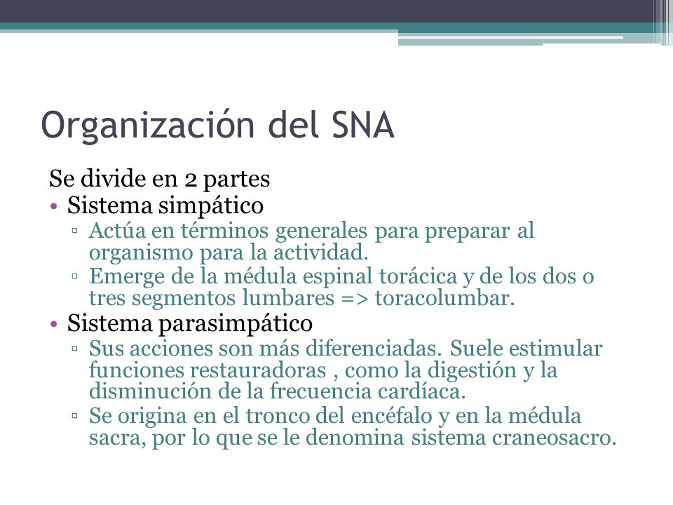 Organización del SNA Se divide en 2 partes Sistema simpático