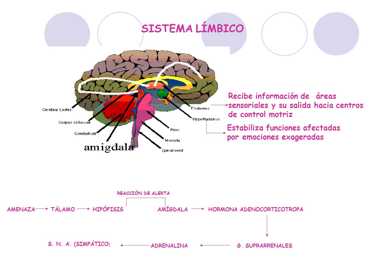 SISTEMA LÍMBICO Recibe información de áreas sensoriales y su salida hacia centros de control motriz.