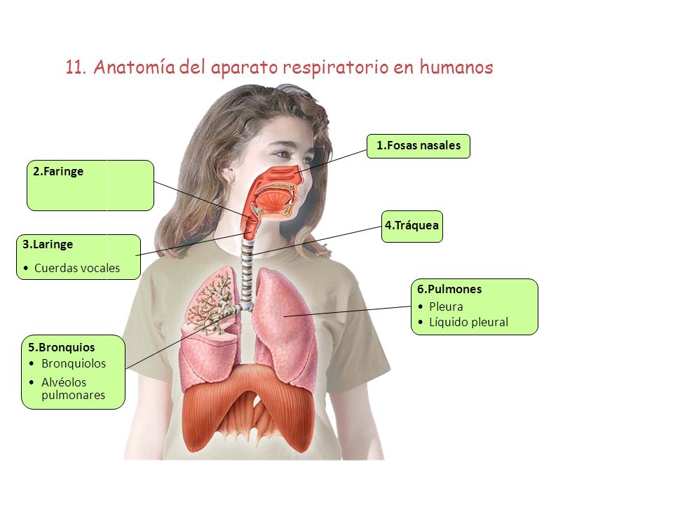 11. Anatomía del aparato respiratorio en humanos