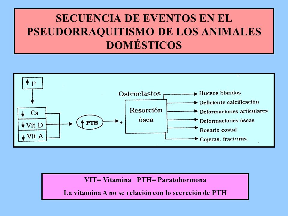 SECUENCIA DE EVENTOS EN EL PSEUDORRAQUITISMO DE LOS ANIMALES DOMÉSTICOS