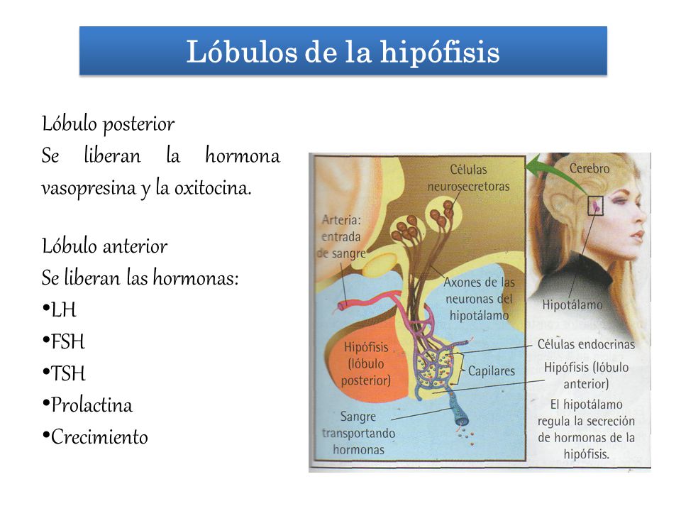 Lóbulos de la hipófisis