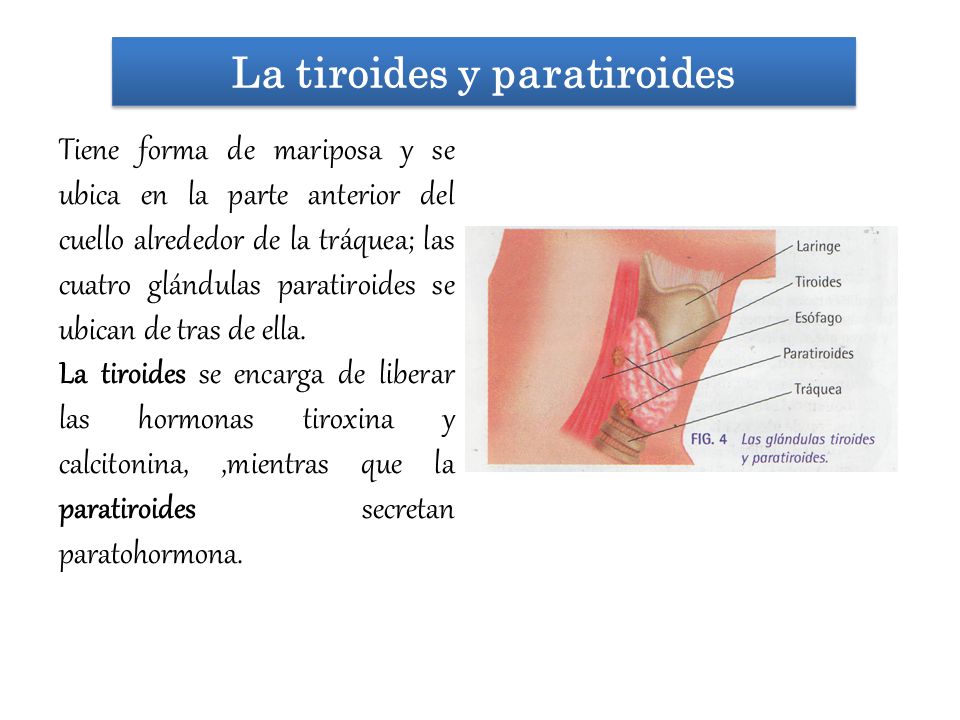 La tiroides y paratiroides