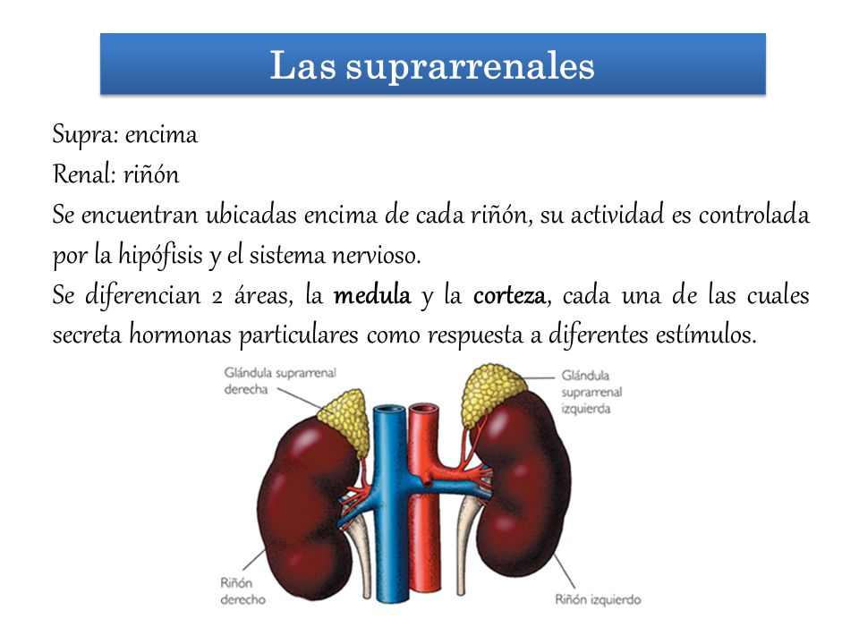 Las suprarrenales Supra: encima Renal: riñón