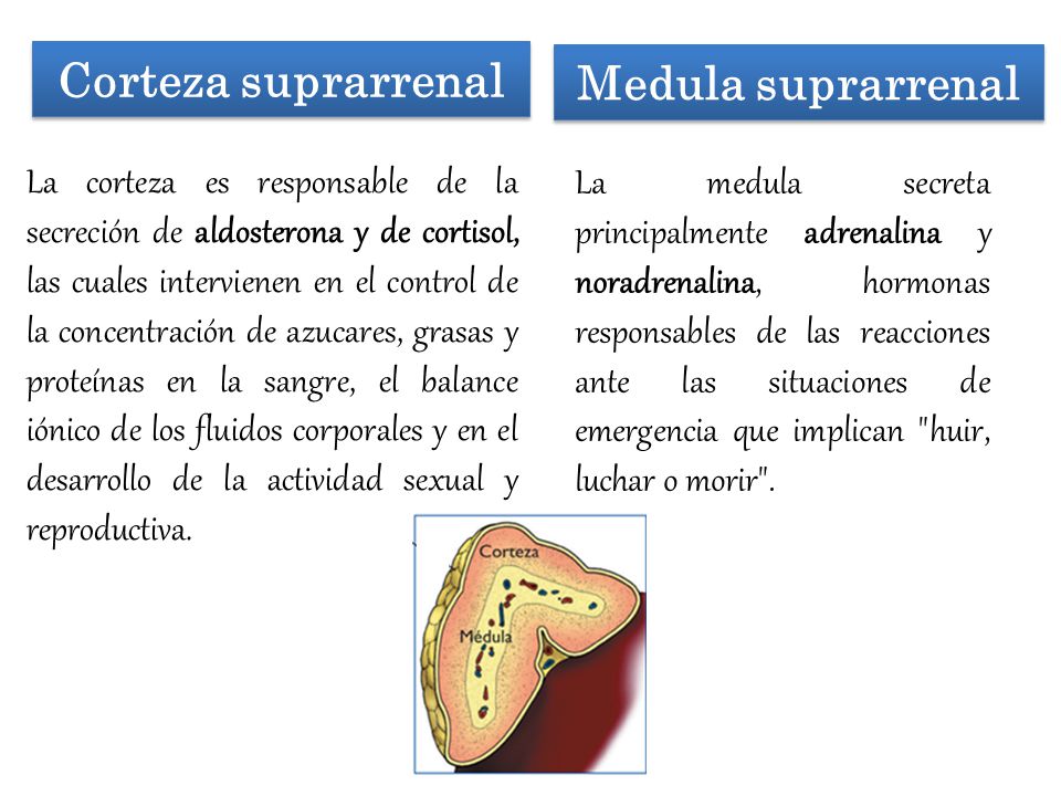 Corteza suprarrenal Medula suprarrenal