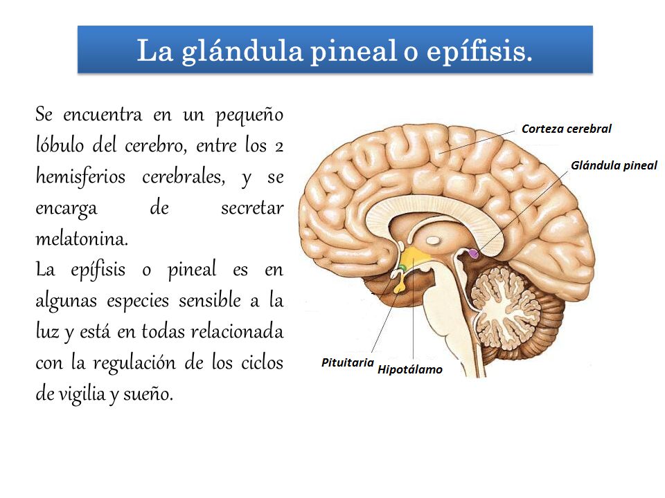 La glándula pineal o epífisis.