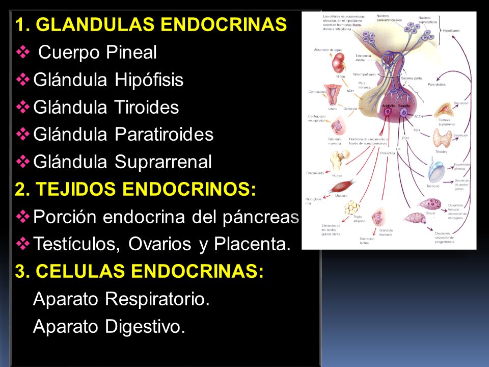 1. GLANDULAS ENDOCRINAS Cuerpo Pineal. Glándula Hipófisis. Glándula Tiroides. Glándula Paratiroides.