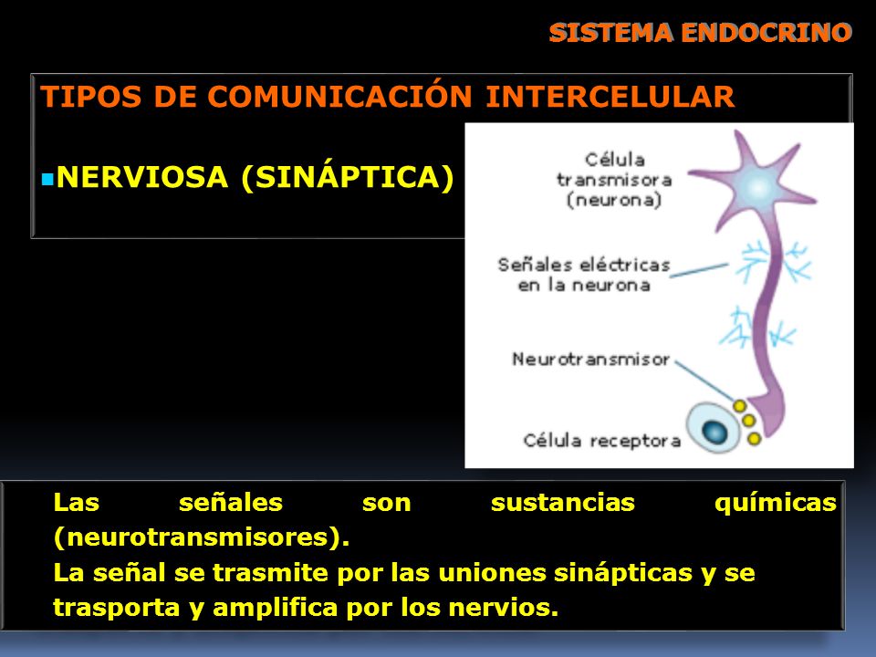 TIPOS DE COMUNICACIÓN INTERCELULAR NERVIOSA (SINÁPTICA)