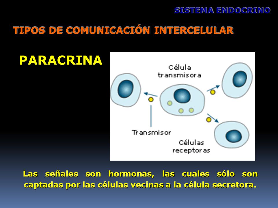 PARACRINA TIPOS DE COMUNICACIÓN INTERCELULAR SISTEMA ENDOCRINO