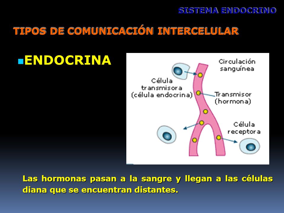 ENDOCRINA TIPOS DE COMUNICACIÓN INTERCELULAR SISTEMA ENDOCRINO