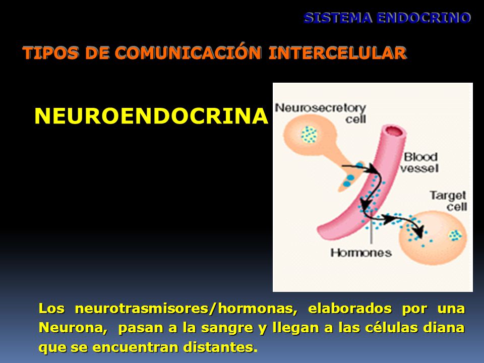 NEUROENDOCRINA TIPOS DE COMUNICACIÓN INTERCELULAR SISTEMA ENDOCRINO