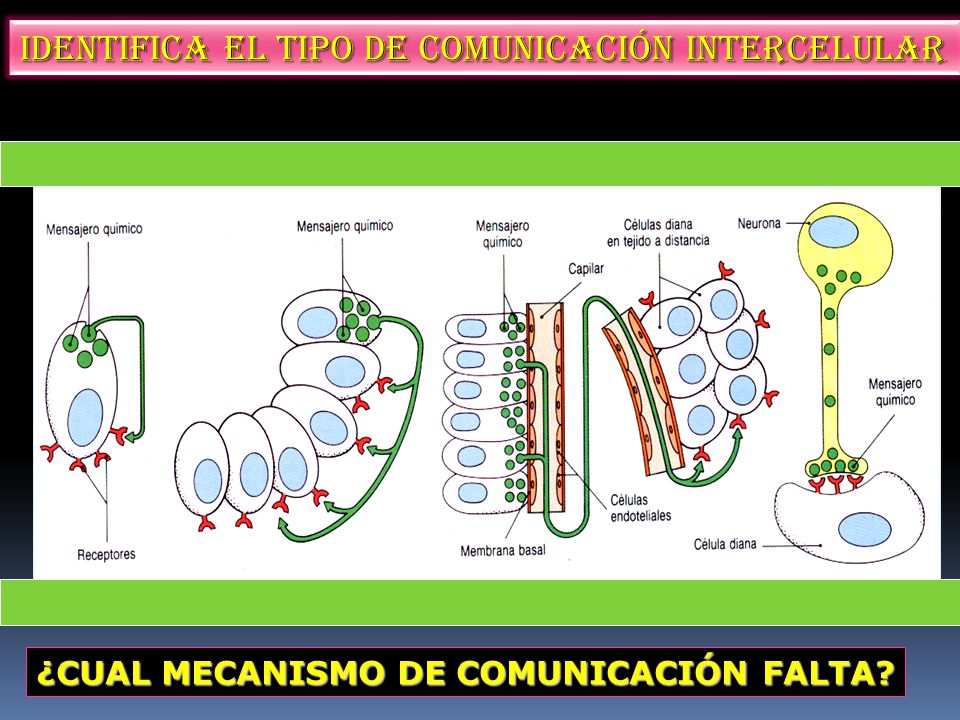 Identifica el tipo de comunicación intercelular