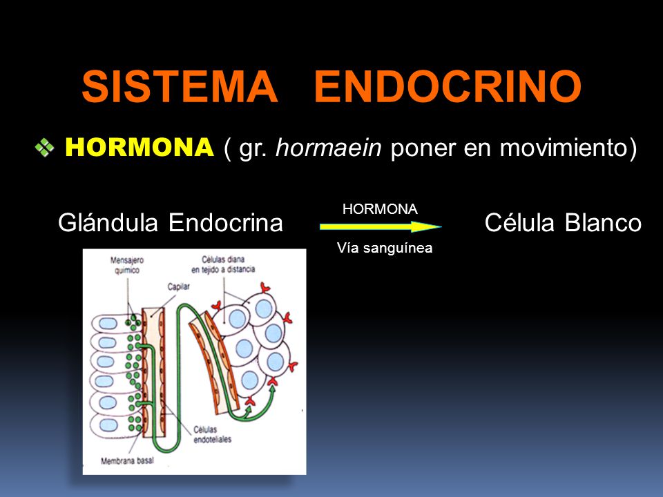 SISTEMA ENDOCRINO HORMONA ( gr. hormaein poner en movimiento)