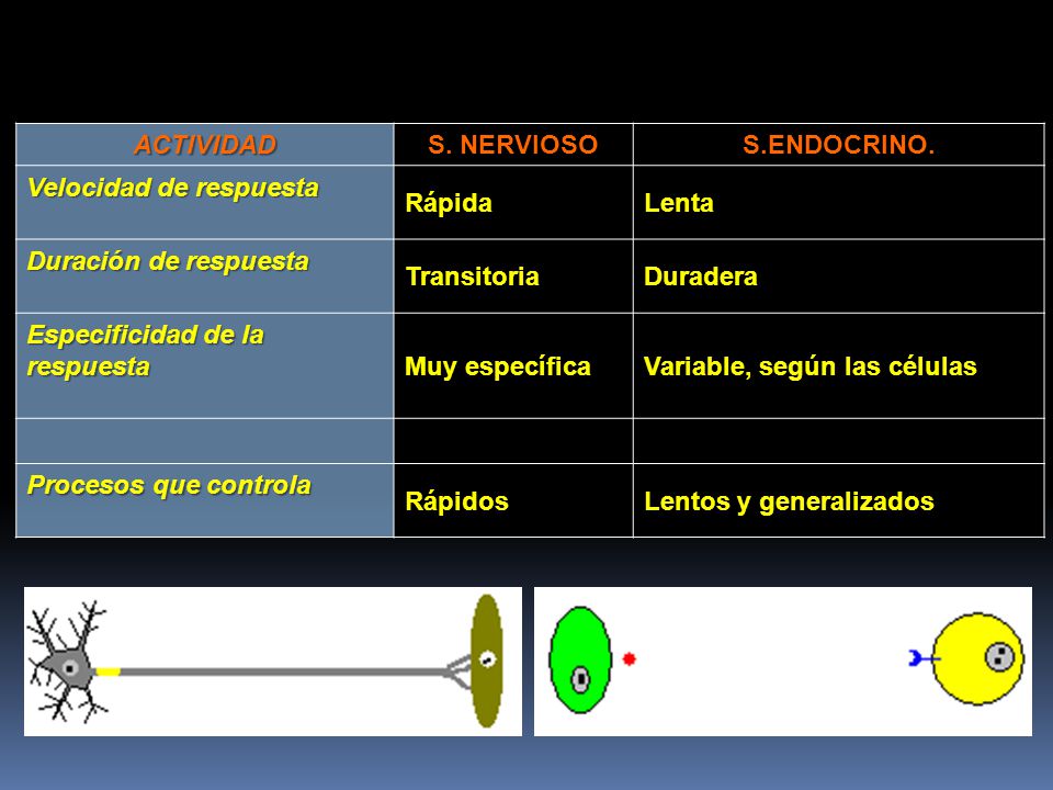 ACTIVIDAD S. NERVIOSO. S.ENDOCRINO. Velocidad de respuesta. Rápida. Lenta. Duración de respuesta.
