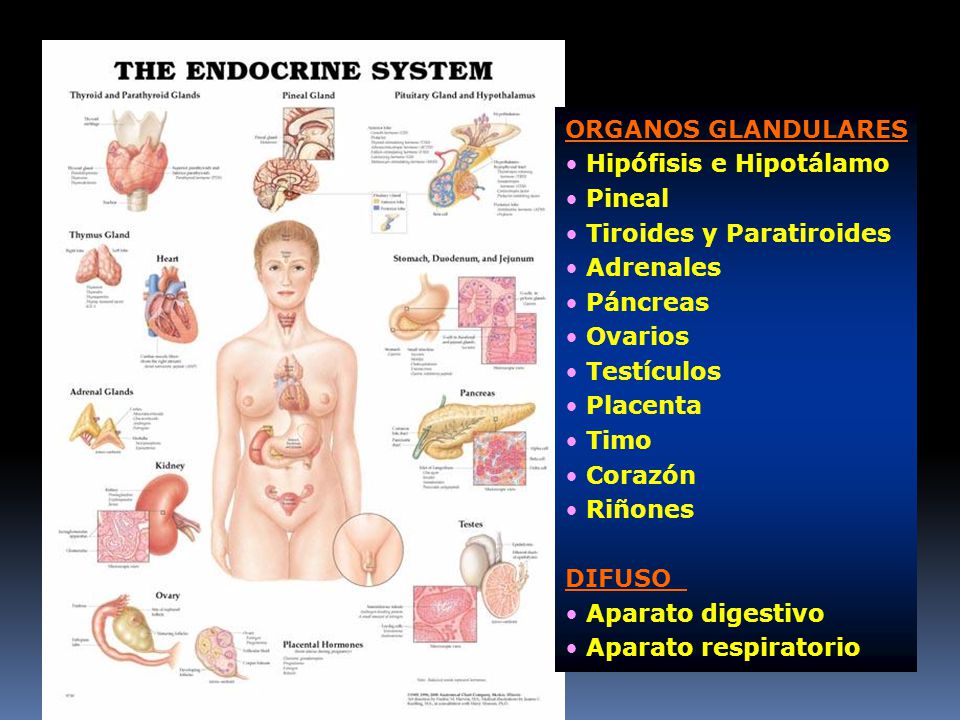 ORGANOS GLANDULARES Hipófisis e Hipotálamo. Pineal. Tiroides y Paratiroides. Adrenales. Páncreas.