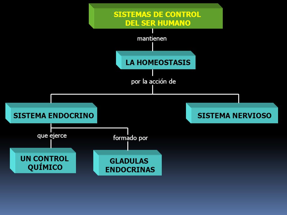 SISTEMAS DE CONTROL DEL SER HUMANO SISTEMA ENDOCRINO UN CONTROL