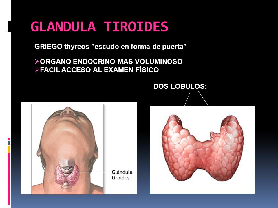 GLANDULA TIROIDES GRIEGO thyreos escudo en forma de puerta