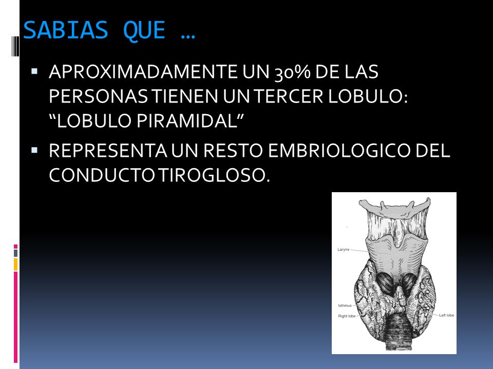 SABIAS QUE … APROXIMADAMENTE UN 30% DE LAS PERSONAS TIENEN UN TERCER LOBULO: LOBULO PIRAMIDAL