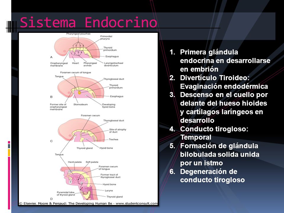 Sistema Endocrino Primera glándula endocrina en desarrollarse en embrión. Divertículo Tiroideo: Evaginación endodérmica.
