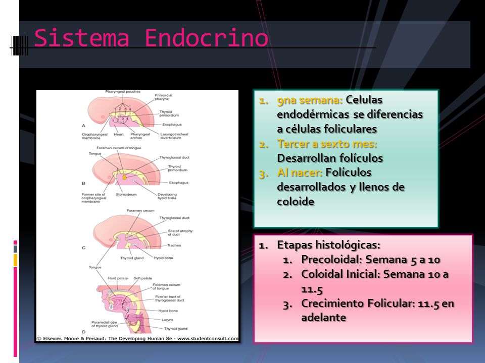 Sistema Endocrino 9na semana: Celulas endodérmicas se diferencias a células foliculares. Tercer a sexto mes: Desarrollan folículos.