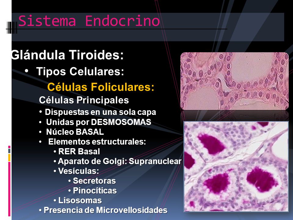 Sistema Endocrino Glándula Tiroides: Tipos Celulares: