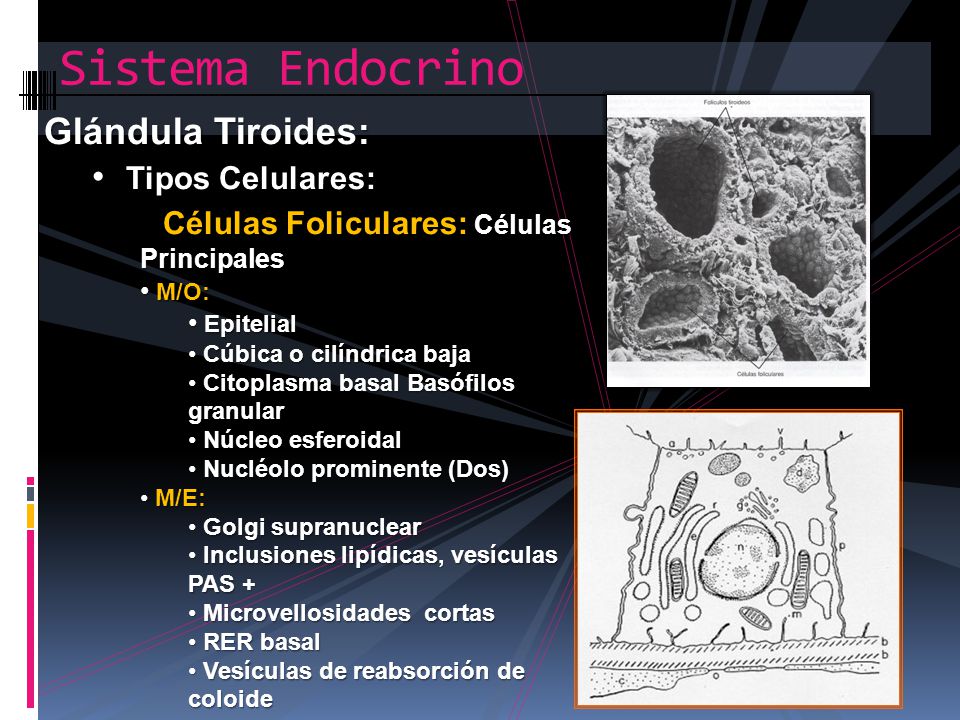 Sistema Endocrino Glándula Tiroides: Tipos Celulares: