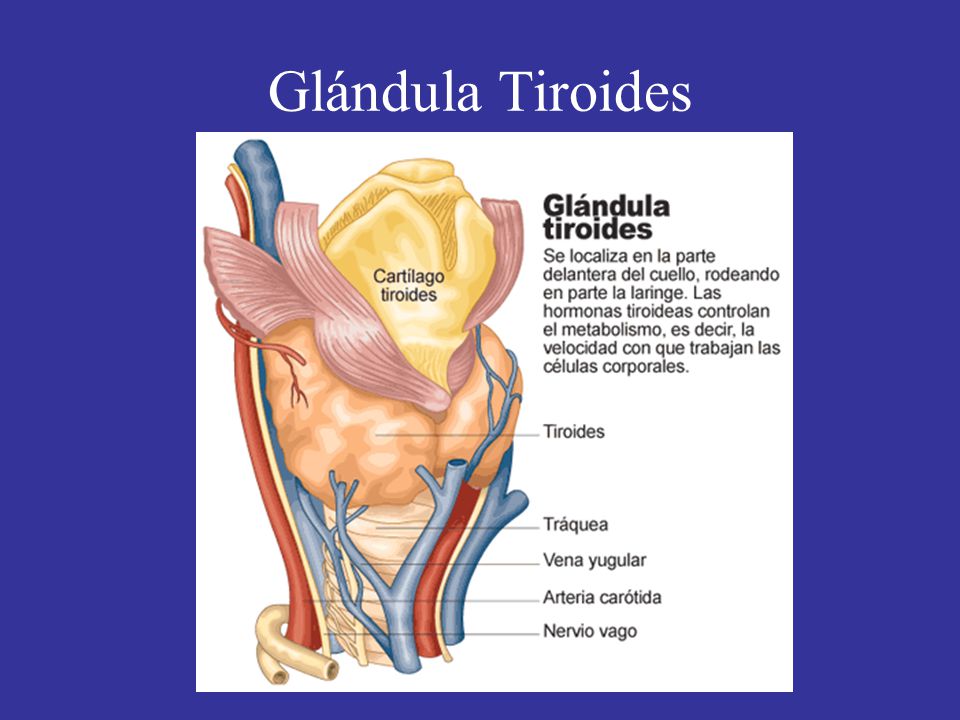 Glándula Tiroides