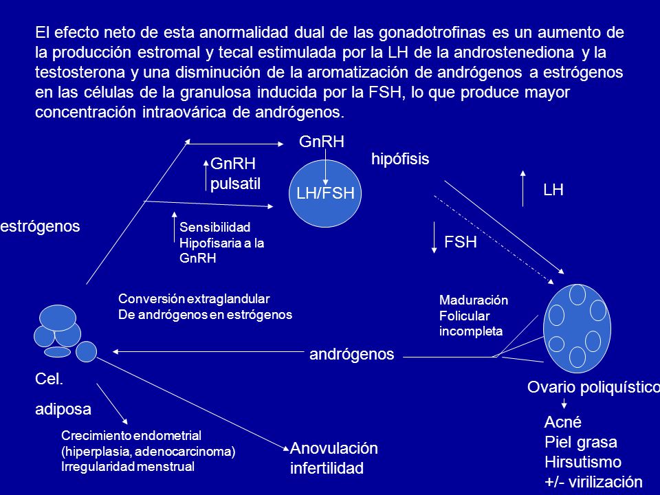 El efecto neto de esta anormalidad dual de las gonadotrofinas es un aumento de la producción estromal y tecal estimulada por la LH de la androstenediona y la testosterona y una disminución de la aromatización de andrógenos a estrógenos en las células de la granulosa inducida por la FSH, lo que produce mayor concentración intraovárica de andrógenos.