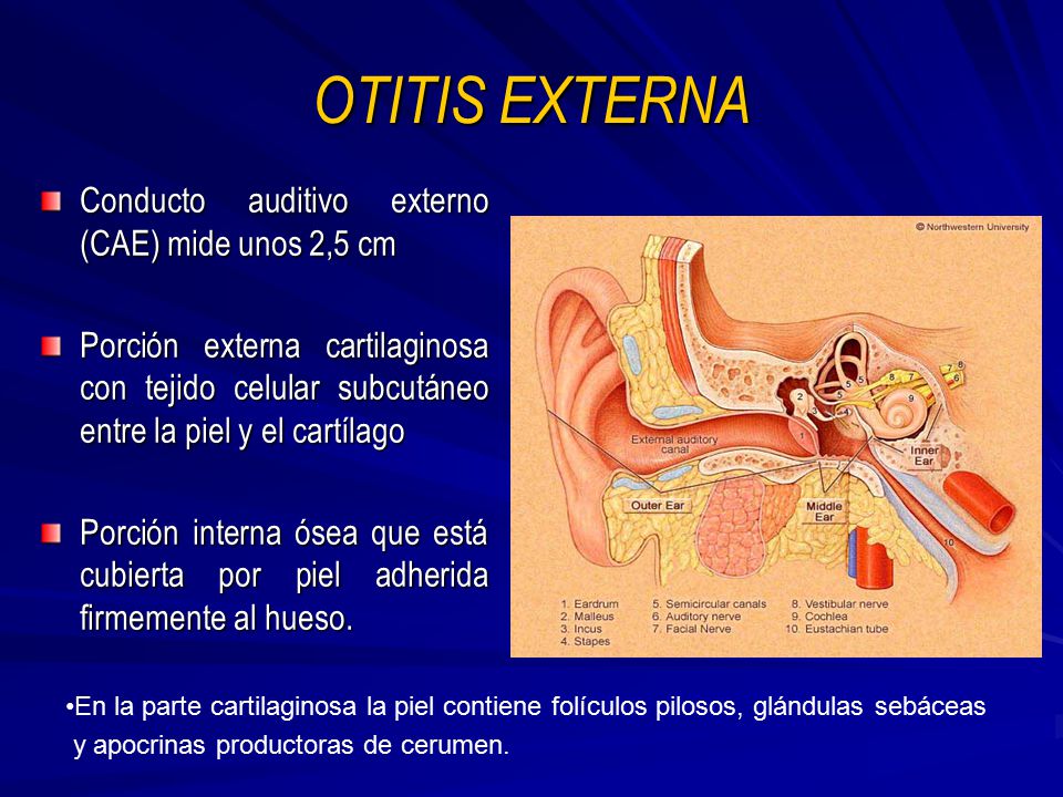 OTITIS EXTERNA Conducto auditivo externo (CAE) mide unos 2,5 cm