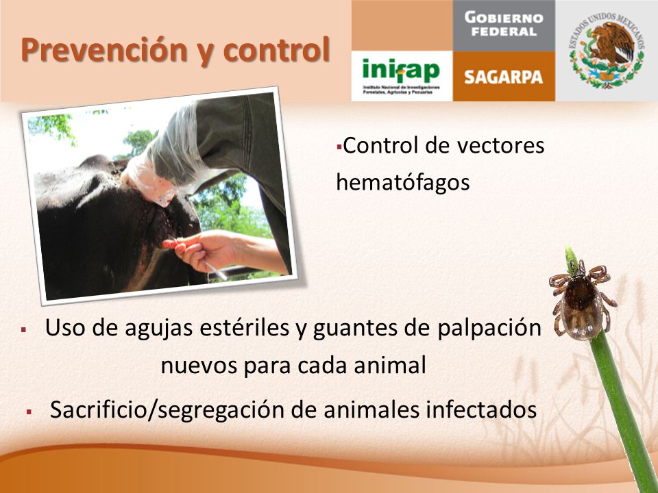 Prevención y control Control de vectores hematófagos. Uso de agujas estériles y guantes de palpación nuevos para cada animal.
