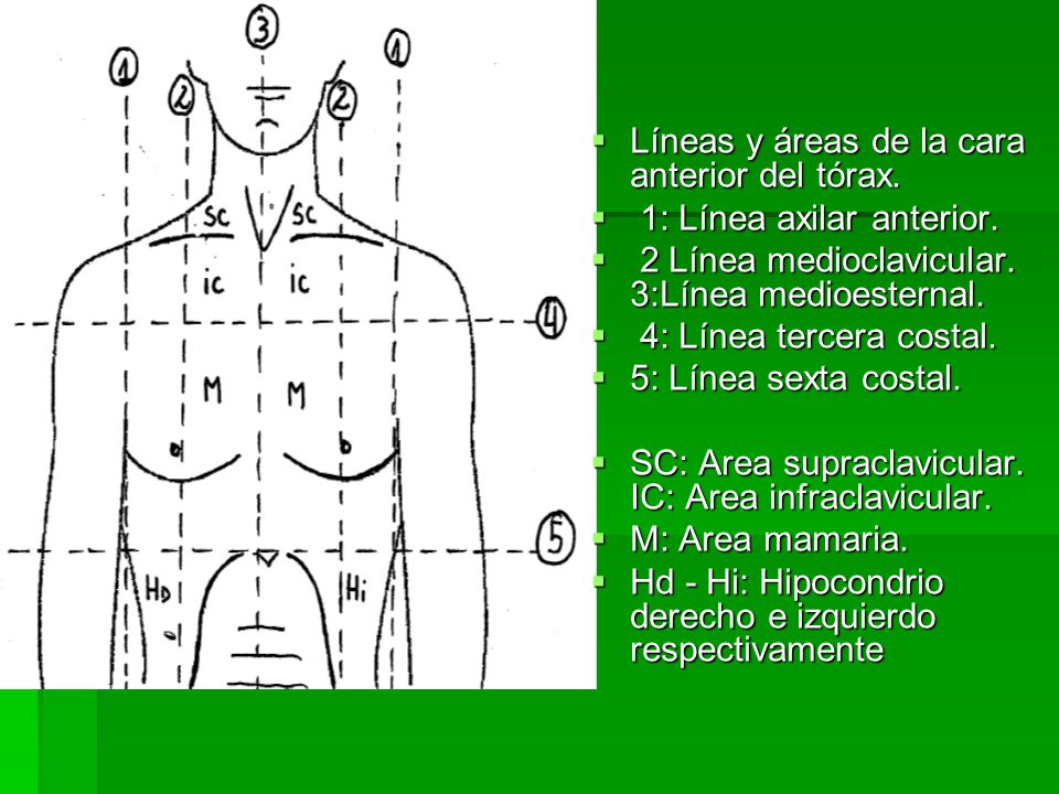 Líneas y áreas de la cara anterior del tórax.