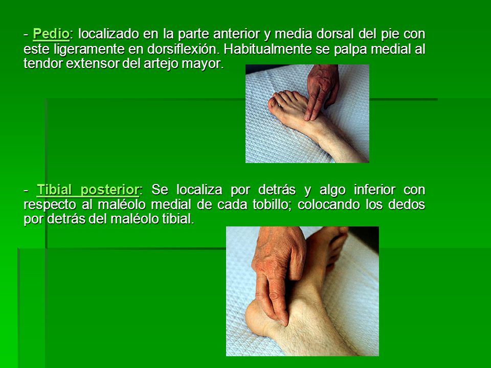 - Pedio: localizado en la parte anterior y media dorsal del pie con este ligeramente en dorsiflexión. Habitualmente se palpa medial al tendor extensor del artejo mayor.