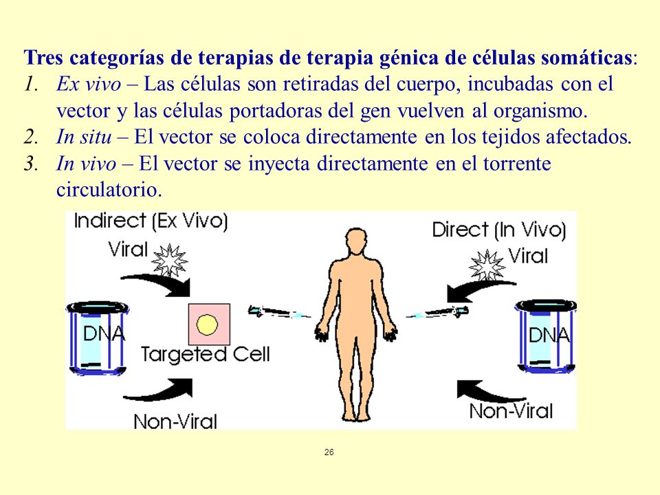 Tres categorías de terapias de terapia génica de células somáticas: