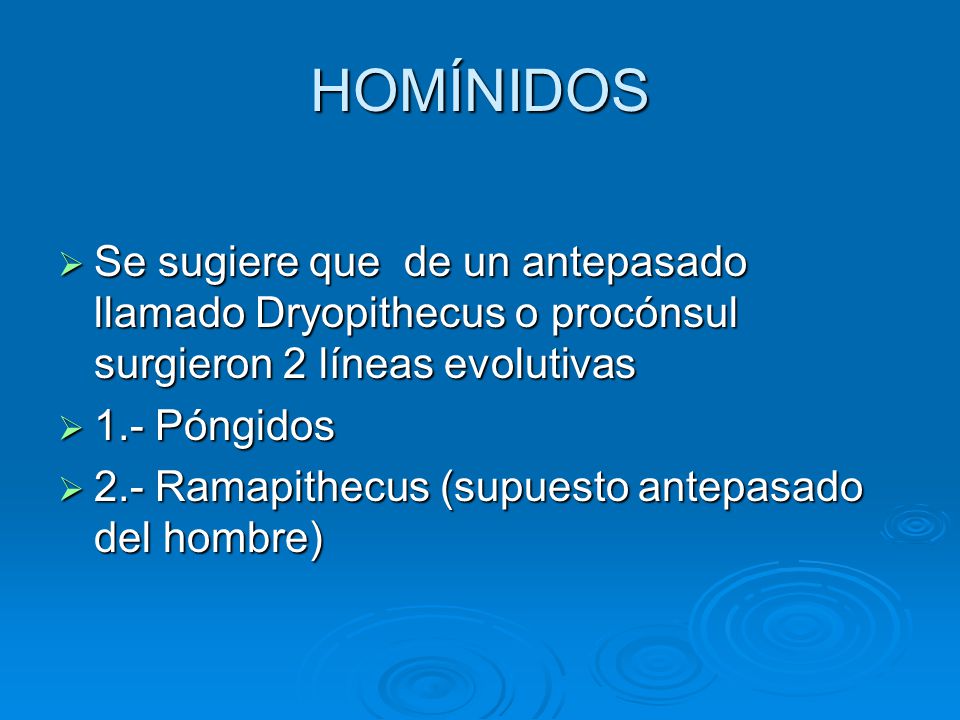 HOMÍNIDOS Se sugiere que de un antepasado llamado Dryopithecus o procónsul surgieron 2 líneas evolutivas.