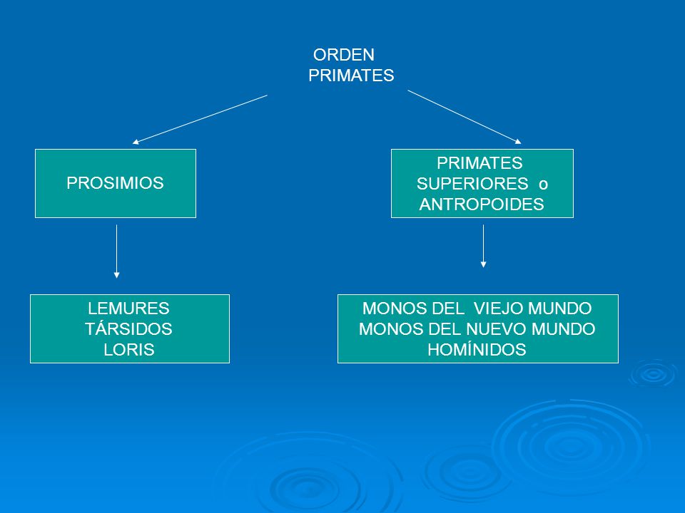 ORDEN PRIMATES. PROSIMIOS. PRIMATES. SUPERIORES o. ANTROPOIDES. LEMURES. TÁRSIDOS. LORIS. MONOS DEL VIEJO MUNDO.