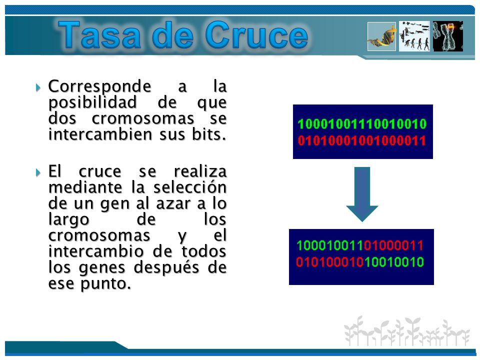 Tasa de Cruce Corresponde a la posibilidad de que dos cromosomas se intercambien sus bits.