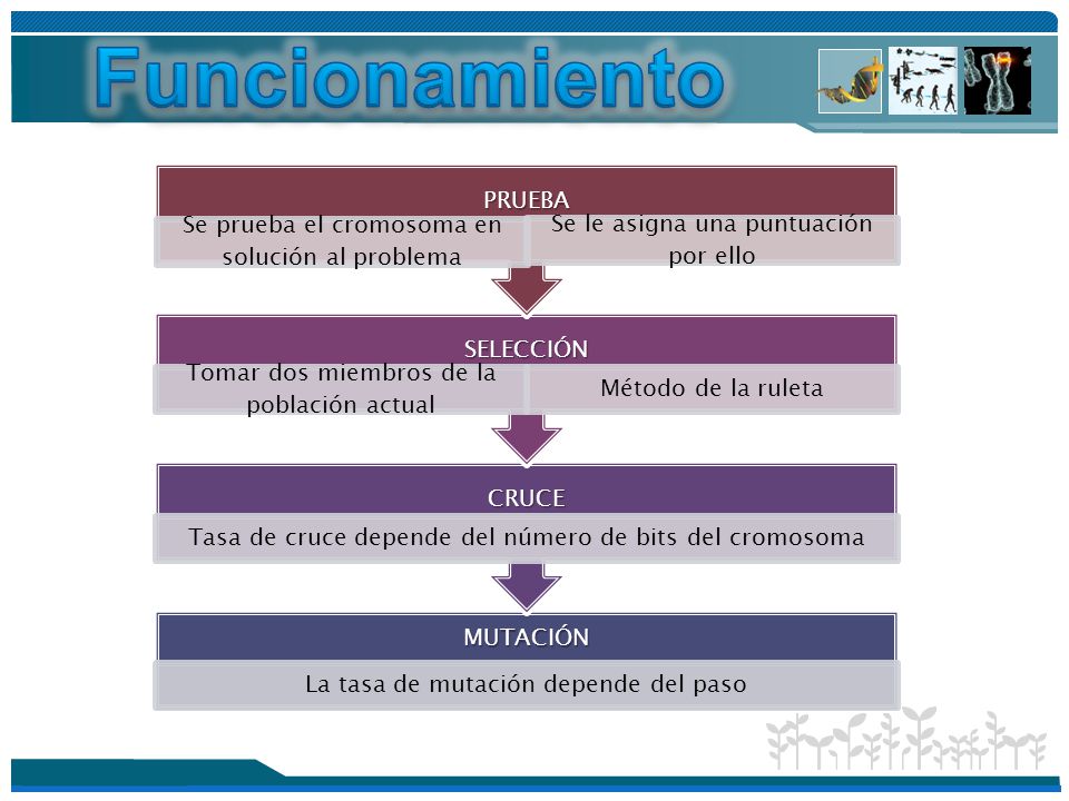Funcionamiento PRUEBA Se prueba el cromosoma en solución al problema