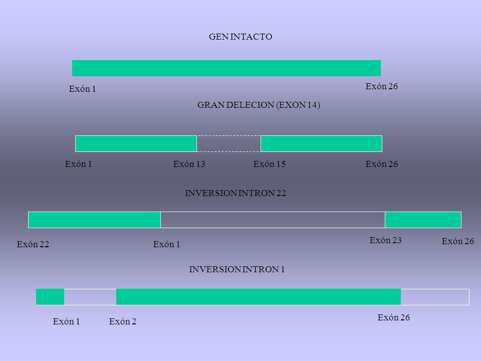 GEN INTACTO Exón 1. Exón 26. GRAN DELECION (EXON 14) Exón 1. Exón 13. Exón 15. Exón 26. INVERSION INTRON 22.