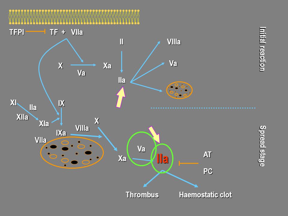 IIa TF + VIIa TFPI IIa II VIIIa IXa IX X Xa Va Initial reaction Va XIa