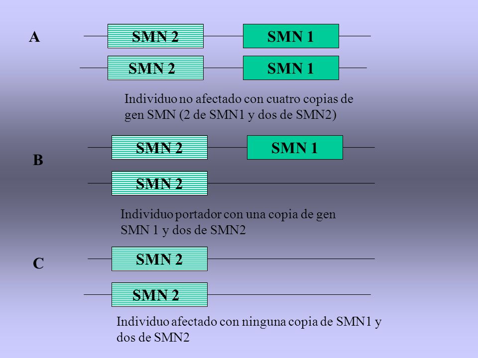 SMN 2 SMN 1 SMN 1 SMN 2 SMN 1 SMN 2 SMN 2
