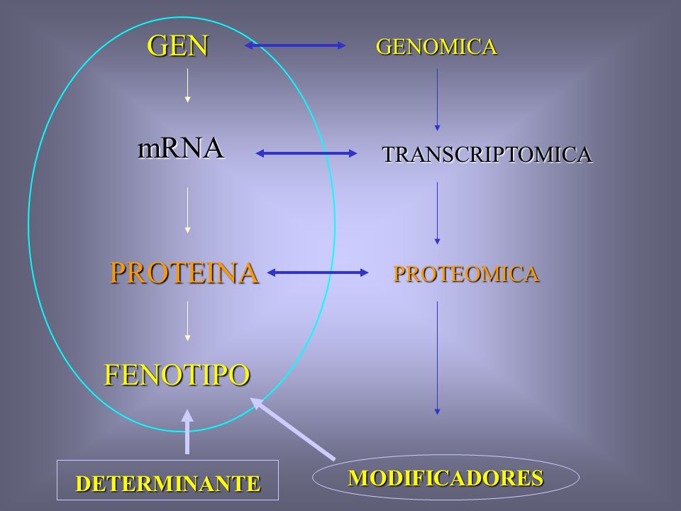 GEN mRNA PROTEINA FENOTIPO GENOMICA TRANSCRIPTOMICA PROTEOMICA